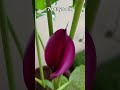 calla lily 70 days update bulb to flowering journey bought from amazon