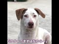 なぜ、こうなるんだろう…？🤖💕 shorts 犬好き 野良犬 保護犬 かわいい ネパール