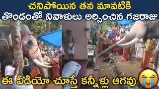 MUST WATCH : చనిపోయిన తన మావటికి తొండంతో నివాళులు అర్పించిన గజరాజు | TFPC