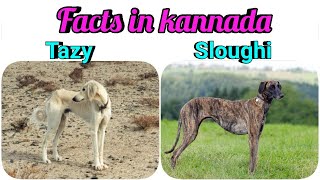 Tazy facts in Kannada | sloughi facts in kannada | ಮುದೋಳದ ಪೂರ್ವಜರಲ್ಲಿ ಇದು ಒಂದು !?