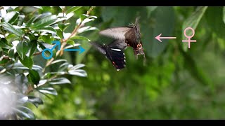 【珍しいです】オナガアゲハの求愛行動【高尾山 9月5日撮影】