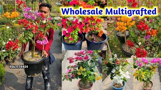 Wholesale Multigrafted Bougainvillea plant and Retail nursery Muchisha Horticultureking Kolkata