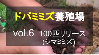 ＃6 ドバミミズ養殖場計画。100匹のシマミミズをもみ殻堆肥にリリース！