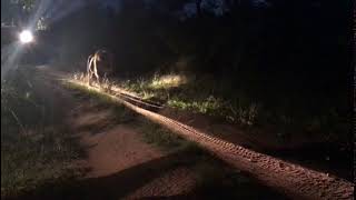 Majingilane male on safari