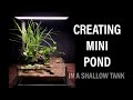 Creating Mini POND in a shallow tank