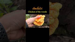 เห็ดเนื้อไก่ ป่าอเมริกา Chicken of the woods mushroom #แม่บีอีสานยูเอส #เก็บเห็ด #chickenofthewoods