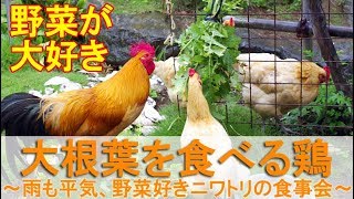 大根葉を食べる鶏さん～雨でも平気、野菜好きなニワトリの食事会～