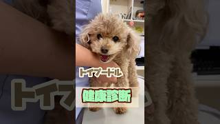 【謎の威嚇⁉️がとっても可愛い🩷】トイプードルさんの健康診断#動物病院