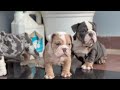 english bulldog puppy 9643884776 bulldog pets