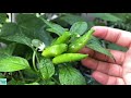 বারান্দায় আমার করা প্রথম সবজি বাগান my first balcony vegetable garden bangladeshi american vlogger