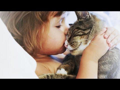 What kind of diseases can a cat give a person?