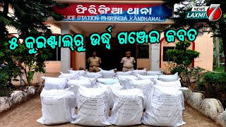 ଫିରିଙ୍ଗିଆ ପୋଲିସ ଦ୍ୱାରା ୫କୁଇଣ୍ଟାଲରୁ ଉର୍ଦ୍ଧ ଗଞେଇ ଜବତ #kandhamalnews #news #newslaxmi7