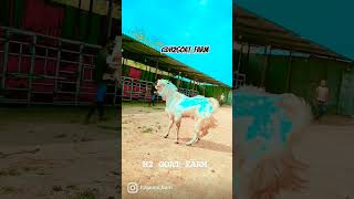 palai result of #h2goat_farm alhamdulillah ❤😈 #ytshorts #trending #youtubeshorts #shorts #caretaker