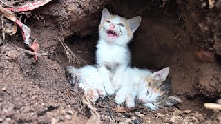 Emergency | 2 Poor Kittens Left in A Cave - Fainted from Hunger | Need Help Animal Family