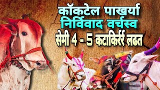 कॉकटेल पाखर्या निर्विवाद वर्चस्व सेमी 4-5 काटाकिर्रर्र लढत #bakasur #bailgadasharyatlivetoday