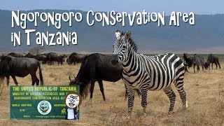 Wild Animals in Ngorongoro Crater  (Conservation Area )【 Travel Tanzania うろうろアフリカ 】タンザニア旅行