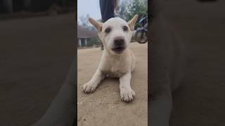 ମୋର ସୁନ୍ଦର କୁକୁର 🐕🐶🐕#youtubeshorts #shorts #shortvideo