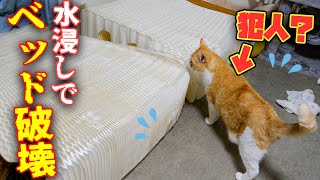 【緊急事態】気づいたら猫達の部屋がオシッコで水浸しなってると思いきや...