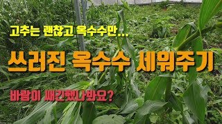 고추망씌운 고추밭은 피해가 없고 늦게심은 옥수수만 쓰러져 옥수수를 세워주었습니다