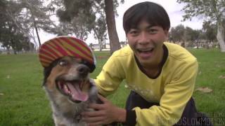 Alex Jumpy The Parkour Dog1