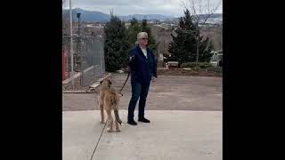 Irish Wolfhound CGC title at 5 months old!