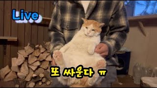 대구리의 싸움 본능이 또 시작되다~