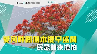 鳳凰木盛開|愛河畔鳳凰木提早盛開 民眾前來搶拍