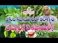 Nature Treatment  || Different Leaves and their Incredible Health Benefits || Dr.KhaderValli