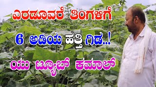 ಹತ್ತಿ ಗಿಡಗಳ ಬೆಳವಣಿಗೆ ಕಂಡು ಬೆಚ್ಚಿಬಿದ್ದ ಕೃಷಿಕ..! Farmer shocked by seeing cotton plants growth..!