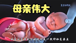 女性受孕到分娩的过程，动画演示，伟大的母亲