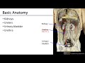 Urinary - Intro to Structure and Function