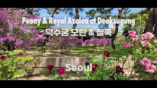 [4K] Tree Peony  \u0026 Royal Azalea at Deoksugung Palace // 덕수궁 모란 \u0026 철쭉  // Travel Vlog // 모리슨 영상여행