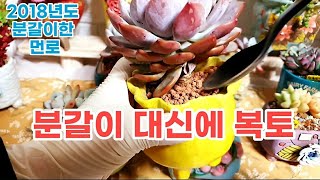 다육이 분갈이 대신에 복토 묵둥이 먼로들 예뻐져서 분갈이 패스 Succulents 多肉植物