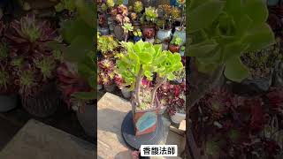 記錄法師最美的樣子22#香馥法師#多肉 #多肉植物