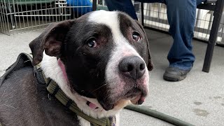 Shelter puppy turns senior waiting for a home