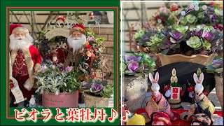 #9【ビオラ•葉牡丹】人気の！ばら蒔き葉牡丹と鳥かごの寄せ植えでクリスマス•新春を迎えます♪/冬の寄せ植え/クリスマス/お正月