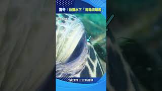 獨∕驚奇！拍攝水下「海龜流眼淚」 透明分泌物眨眼流出 網讚：太珍貴 #shorts ｜三立新聞網 SETN.com