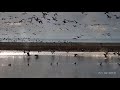 6000 ánsares sobrevuelan la laguna de Boada (Palencia)