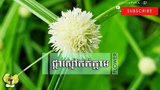 [🌹65] ផ្កាស្មៅកក់ក្តាម | Cambodian Flower | ឈ្មោះផ្កា ស្រុកខ្មែរ