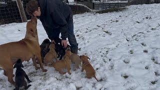 Olympicdogs: Country x Sally @6.5 wks. \