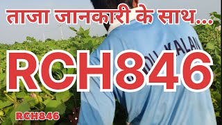 ताजा जानकारी के साथ #RCH846 अभी किस हालात में है BT नरमा...!! latest information with new experience