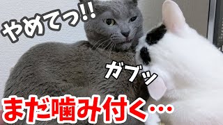 いまだに先住猫ハムを噛んでしまうチロ…