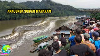 Bukti Nyata Adanya Ular Raksasa NABAU di Sungai Kalimantan Yang Gemparkan Dunia!! ANACONDA MAHAKAM