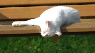 猫日記 【お昼寝をする白猫さん、カラスに邪魔されるも安息を手に入れる】