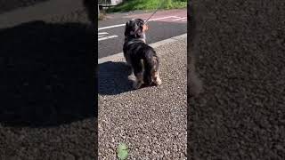 ビビり犬のお尻が情けなさすぎる(泣)