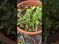 the thyme is growing wild🪴 growingthyme herbs herbseasonings herbgarden balconygardening