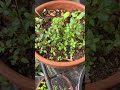 the thyme is growing wild🪴 growingthyme herbs herbseasonings herbgarden balconygardening