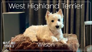 Westie Wilson #42 “Greedy Wilson” 욕심쟁이 윌슨 #westie #웨스티