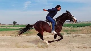 Flying Horse | New Record | Pakistan Star