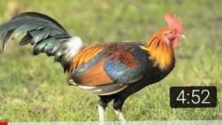 good chicken wilds in cambodia